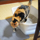 シニア猫にはどのトイレがおすすめ？これからの老後に向けて調べてみた。