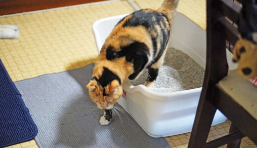 シニア猫にはどのトイレがおすすめ？これからの老後に向けて調べてみた。