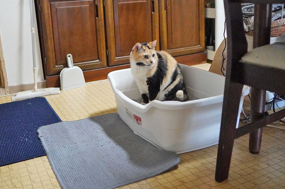 猫トイレにフードカバーは必要なのか検証してみた！