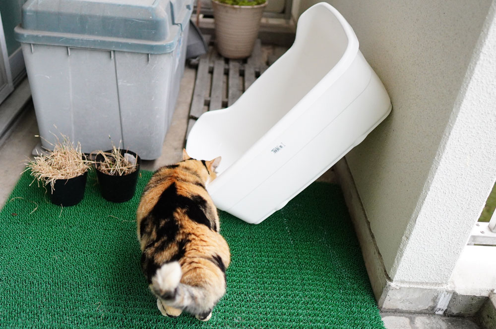 猫トイレの洗い方について！洗剤は必要？丸洗いしなきゃダメ？