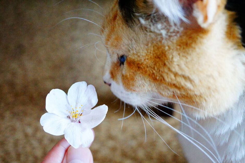 猫の名前を「花言葉・花暦・誕生花」から考えてみるのはどう？