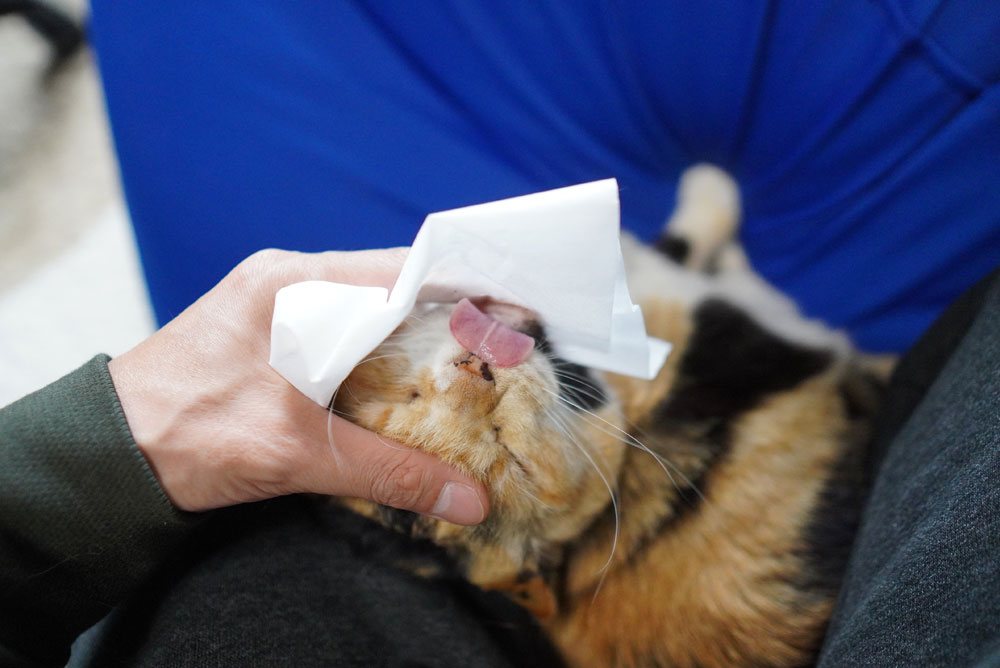 猫 顎ニキビ 拭き方