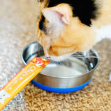 【ちゅーる水は最強だよ】水を飲まない猫に作ってみて！