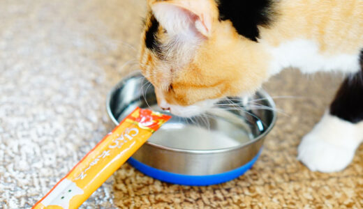 【ちゅーる水は最強だよ】水を飲まない猫に作ってみて！