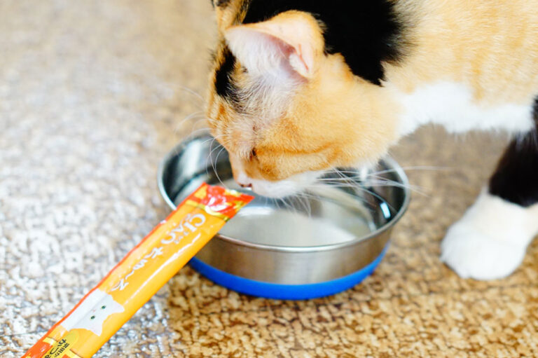 【ちゅーる水は最強だよ】水を飲まない猫に作ってみて！ ネコビュー