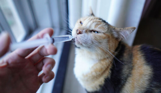 猫にシリンジで強制給水する方法！私が失敗したやり方も書きました。