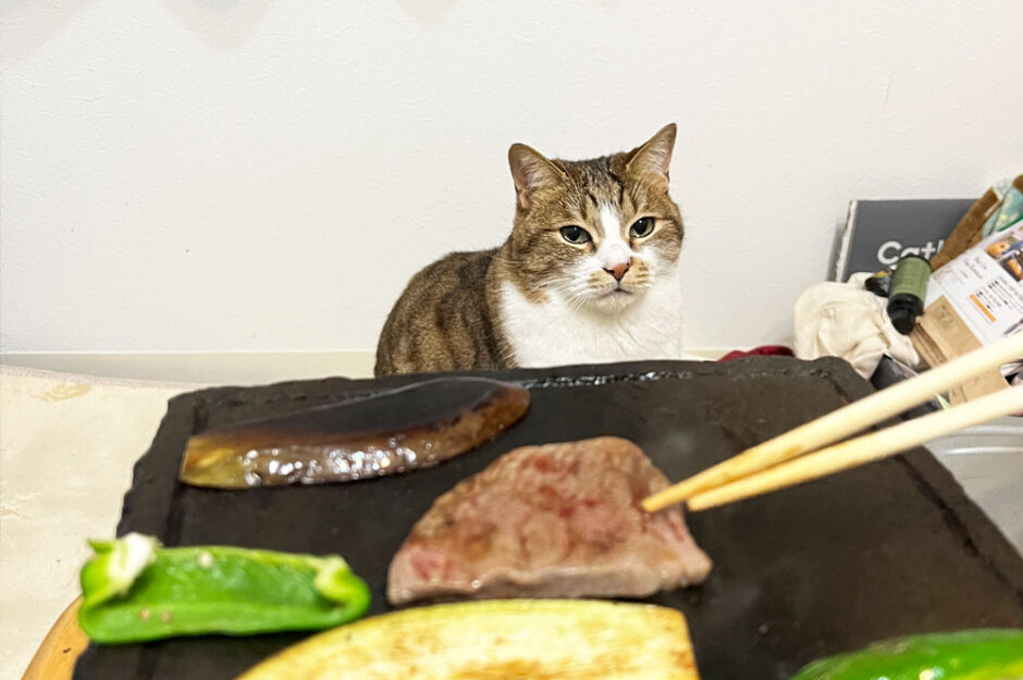 猫が人のご飯を欲しがる…対策は？欲しがらない猫との違いってなに？